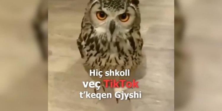 I premtoi një 7-vjeçari se do t’i hapë TikTok-un më 12 maj, Rama ironizon Berishën: Hiç shkoll t’keqen gjyshi