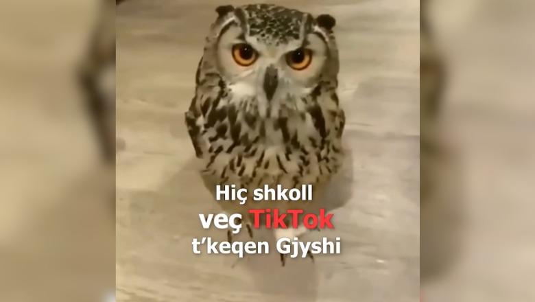 I premtoi një 7-vjeçari se do t’i hapë TikTok-un më 12 maj, Rama ironizon Berishën: Hiç shkoll t’keqen gjyshi