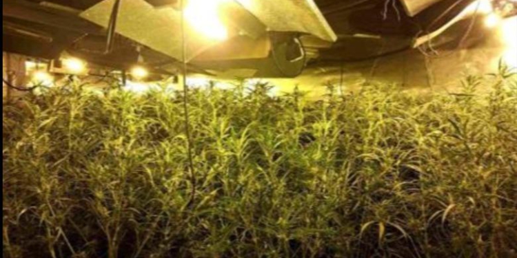 Spanjë/ Kthyen depot dhe magazinat në ferma kanabisi, goditet grupi i shqiptarëve, 7 të arrestuar