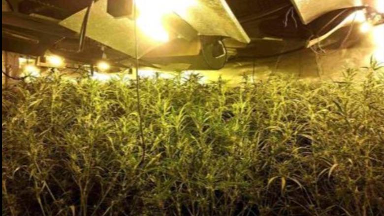 Spanjë/ Kthyen depot dhe magazinat në ferma kanabisi, goditet grupi i shqiptarëve, 7 të arrestuar