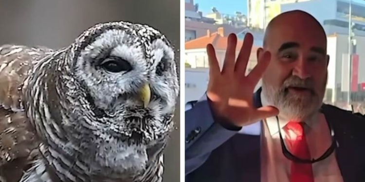 Humori në rrjet për ngjashmërinë e LaCivitas me Vullnet Sinajn, Rama ironizon akuzat e PD: Mos e humbisni këtë (Video)