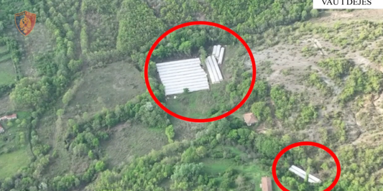 2200 bimë kanabis dhe 578 fidanë, sekuestrohet një sasi e madhe droge në Vaun e Dejës