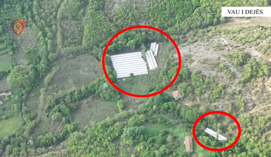 2200 bimë kanabis dhe 578 fidanë, sekuestrohet një sasi e madhe droge në Vaun e Dejës