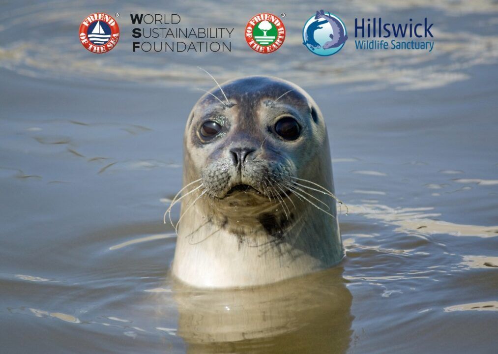 “Çfarë po u ndodh fokave? E vërteta që duhet të dini”