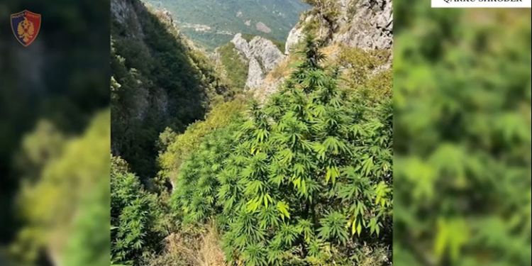 Kultivuan parcelën me kanabis në malësi, shpallen në kërkim 2 persona