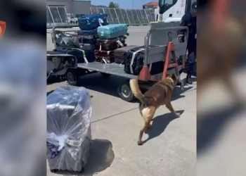 Solli 19.4 kg drogë nga Tajlanda, arrestohet në Rinas 39-vjeçari