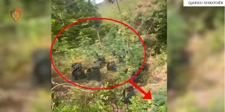 Asgjësohen mbi një mijë bimë kanabis, dy të proceduar në Shkodër
