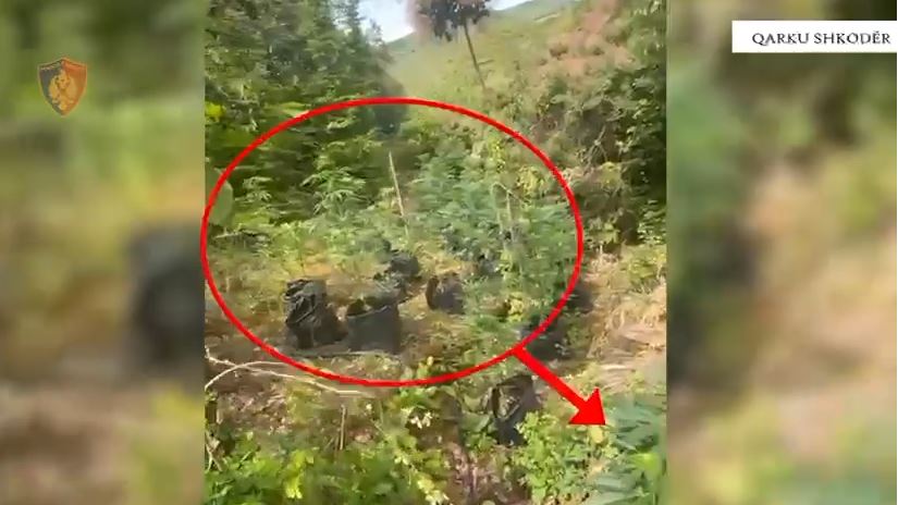 Asgjësohen mbi një mijë bimë kanabis, dy të proceduar në Shkodër