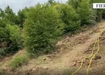 Kultivoi 1000 fidanë kanabis, arrestohet 63-vjeçari në Fier