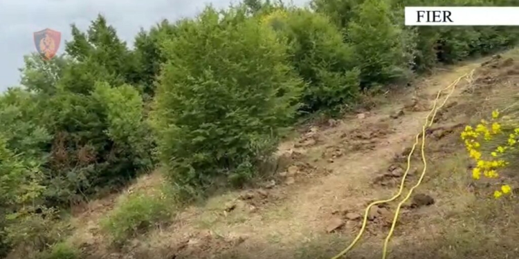 Kultivoi 1000 fidanë kanabis, arrestohet 63-vjeçari në Fier