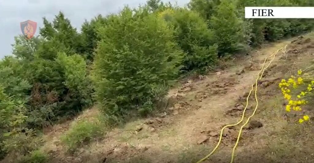 Kultivoi 1000 fidanë kanabis, arrestohet 63-vjeçari në Fier