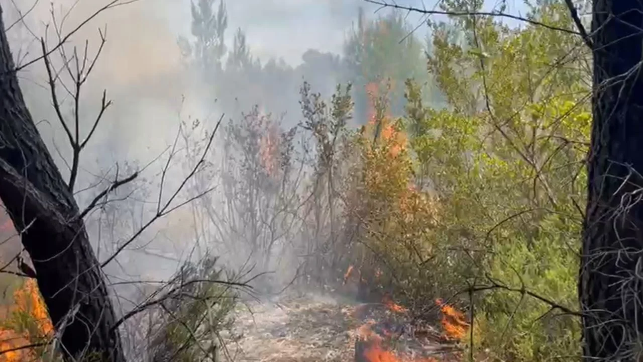 Riaktivizohen vatrat e zjarrit në Darëzezë/ Rreth 10 ha në flakë, nis ndërhyrja nga ajri