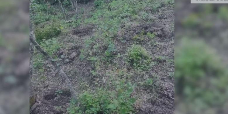 Kultivonte kanabis në parcelë, arrestohet 35-vjeçari në Mirditë, policia asgjëson 225 fidanë 