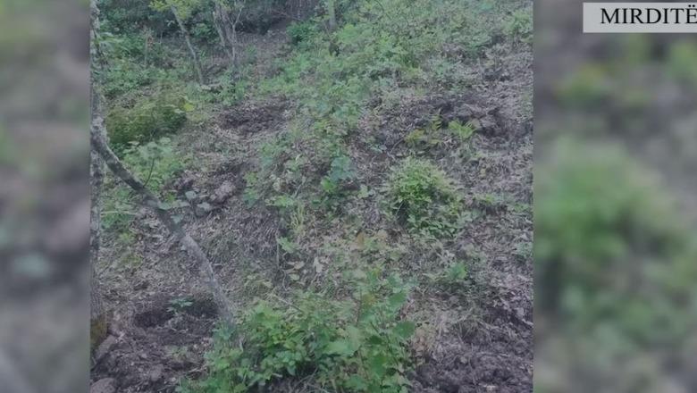 Kultivonte kanabis në parcelë, arrestohet 35-vjeçari në Mirditë, policia asgjëson 225 fidanë 