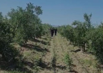 Armë, municion dhe drogë mes ullinjve, publikohen pamjet nga operacioni që çoi në goditjen e grupit kriminal në Fier
