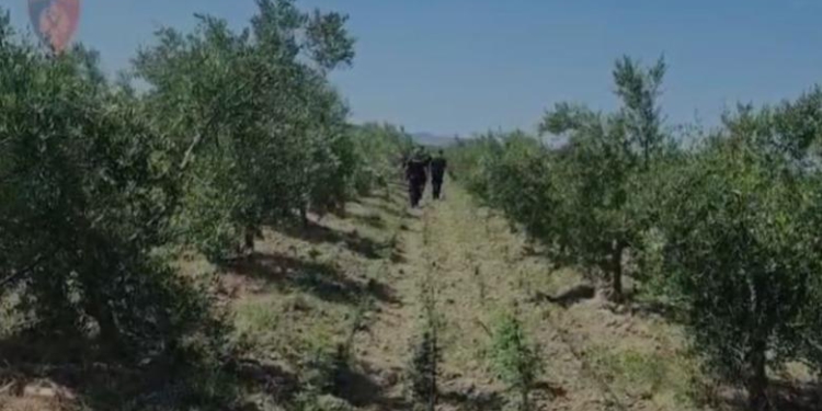 Armë, municion dhe drogë mes ullinjve, publikohen pamjet nga operacioni që çoi në goditjen e grupit kriminal në Fier