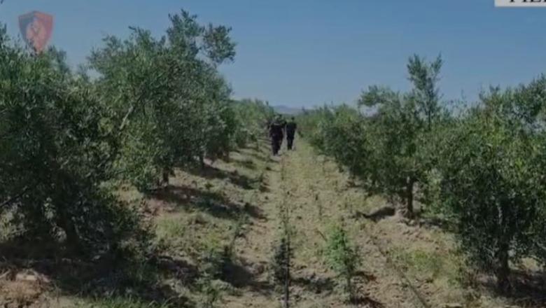 Armë, municion dhe drogë mes ullinjve, publikohen pamjet nga operacioni që çoi në goditjen e grupit kriminal në Fier