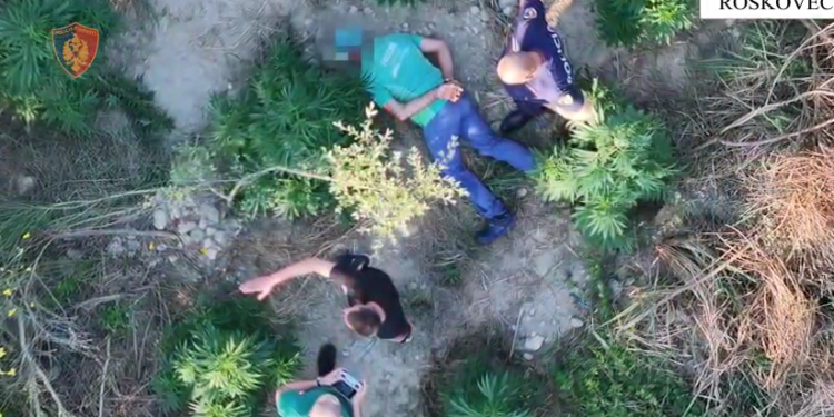 VIDEO / Droni kap mat 59-vjeçarin në parcelën me kanabis