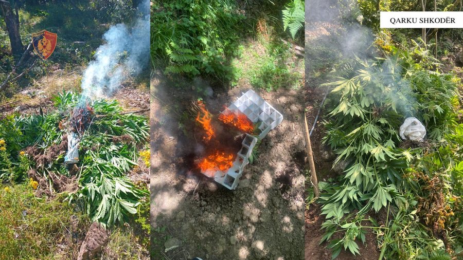Asgjësohen 3679 fidanë dhe bimë Cannabis Sativa në Shkodër, procedohet inxhinieri i pyjeve