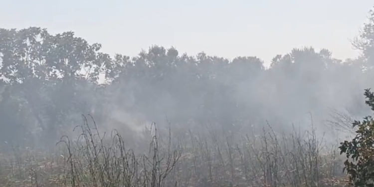 Zjarri djeg dhjetëra dynymë agrume dhe ullishte në Karbunarë, flakët përfshijnë edhe magazinat e fermerëve