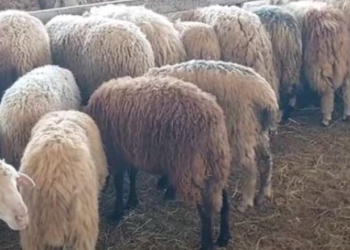 Zbulohen një rast i murtajës së bagëtive në Fushë-Krujë, infektohet tufa prej 100 delesh