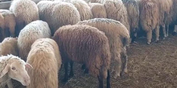 Zbulohen një rast i murtajës së bagëtive në Fushë-Krujë, infektohet tufa prej 100 delesh