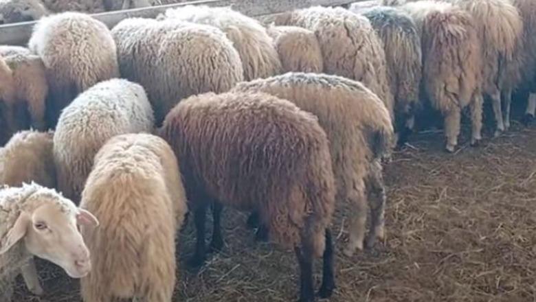 Zbulohen një rast i murtajës së bagëtive në Fushë-Krujë, infektohet tufa prej 100 delesh