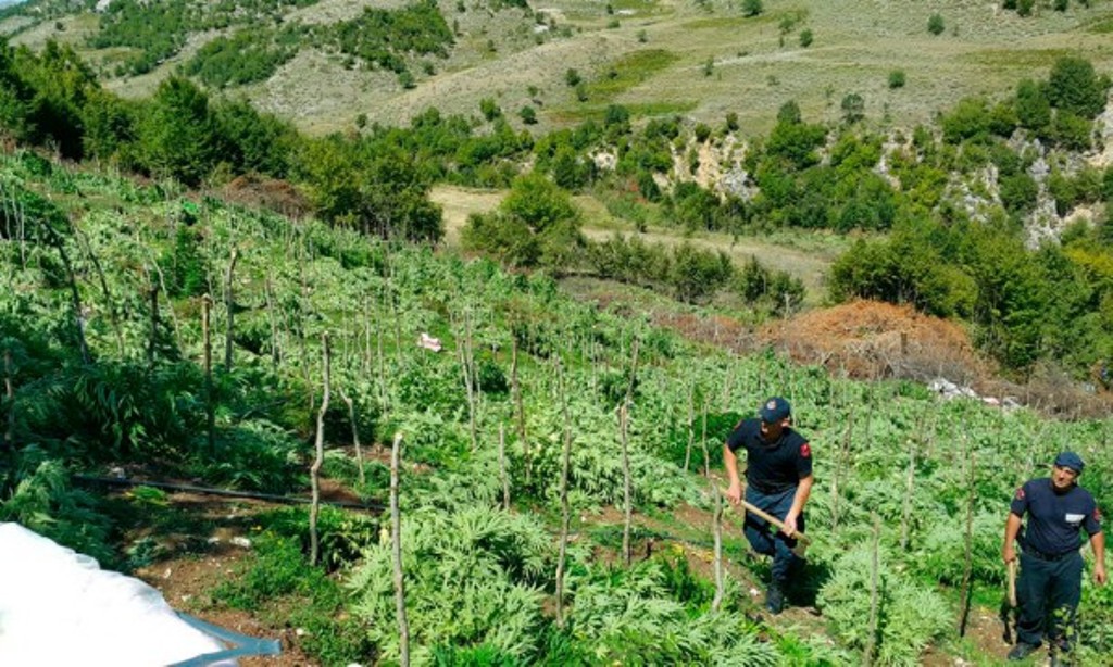 Parcelë me 1800 fidanë kanabis, arrestohet 19-vjeçari. Në kërkim bashkëpunëtori i tij