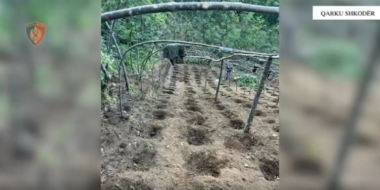 Asgjësohen mbi 2 mijë bimë kanabisi në Shkodër, në hetim 4 persona. Mes tyre dhe inxhinieri i pyjeve