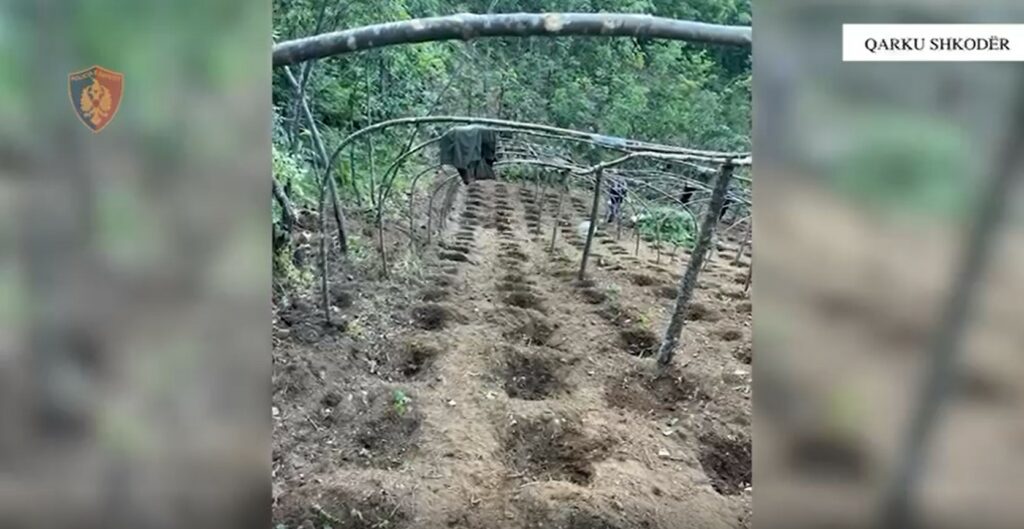 Asgjësohen mbi 2 mijë bimë kanabisi në Shkodër, në hetim 4 persona. Mes tyre dhe inxhinieri i pyjeve
