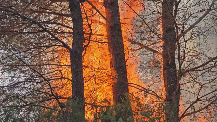 Zjarr në Skuraj të Kurbinit, përfshihet nga flakët masivi pyjor, dyshohet zjarrvënie e qëllimshme