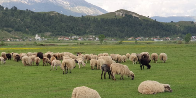 Kontrabanduan nga Greqia 100 bagëti të imëta dhe 20 gjedhë, arrestohet 39-vjeçari dhe 4 veterinerë