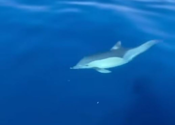 VIDEO / Rama ndan pamjet: Spektakël delfinësh në bregdetin magjepsës të Himarës