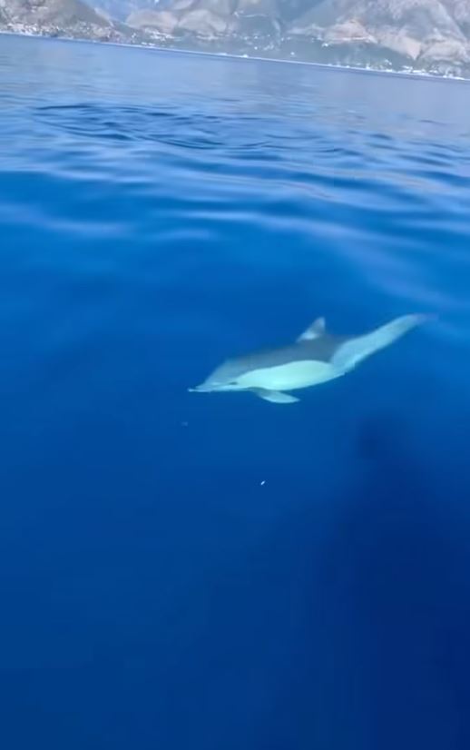 VIDEO / Rama ndan pamjet: Spektakël delfinësh në bregdetin magjepsës të Himarës