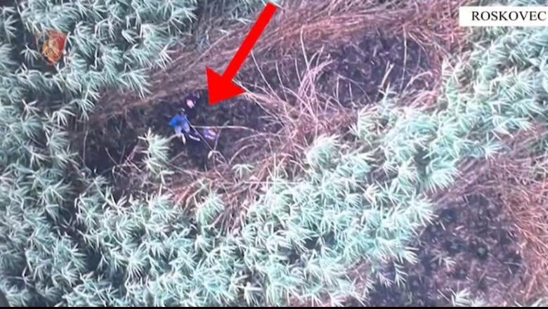 Kultivuan kanabis në Roskovec, policia arreston 2 vëllezërit. Asgjësohen bimët narkotike