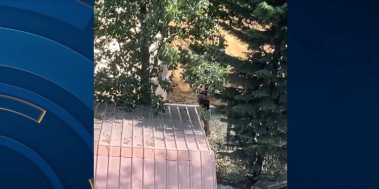 I kërkoi të lirojë hapësirat e zaptuara në parkun e Drilonit, “i forti” i Pogradecit dhunon kryeplakun