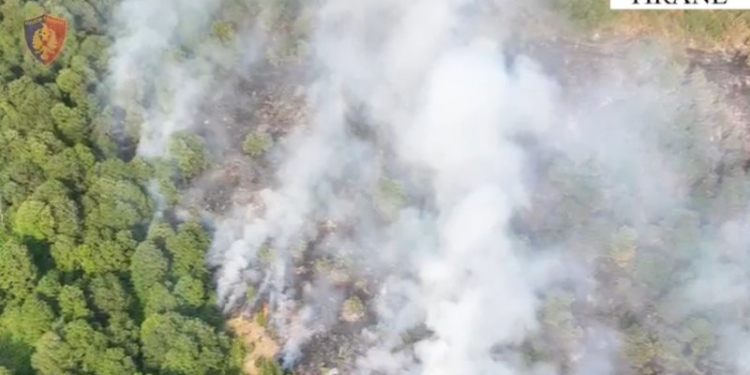 Ndezi zjarr në Parkun Kombëtar të Dajtit dhe dogji 600 hektarë bimësi, arrestohet 63-vjeçari