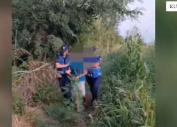 Vijon operacioni “Koordinata”, kapet në flagrancë 34-vjeçari që kultivonte kanabis në Fushë-Milot