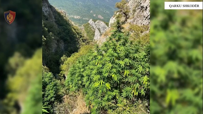 Mbollën në mes të pyllit parcelën me 130 rrënjë kanabisi, shpallen në kërkim 2 vëllezërit në Mirditë