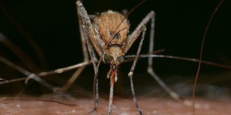 Përhapet nga mushkonjat, një virus që vjen nga disa ishuj në Oqeanin Indian kërcënon edhe Evropën