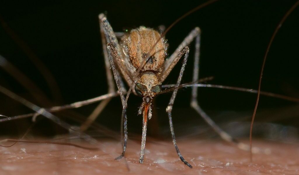 Përhapet nga mushkonjat, një virus që vjen nga disa ishuj në Oqeanin Indian kërcënon edhe Evropën