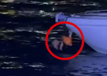 EMRAT / Njëri u hodh në det për t’i shpëtuar Policisë. Kush janë 3 të arrestuarit në Sarandë. Gjendet arma dhe…