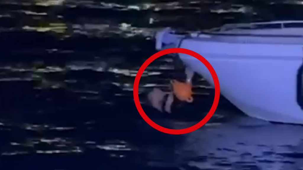 EMRAT / Njëri u hodh në det për t’i shpëtuar Policisë. Kush janë 3 të arrestuarit në Sarandë. Gjendet arma dhe…