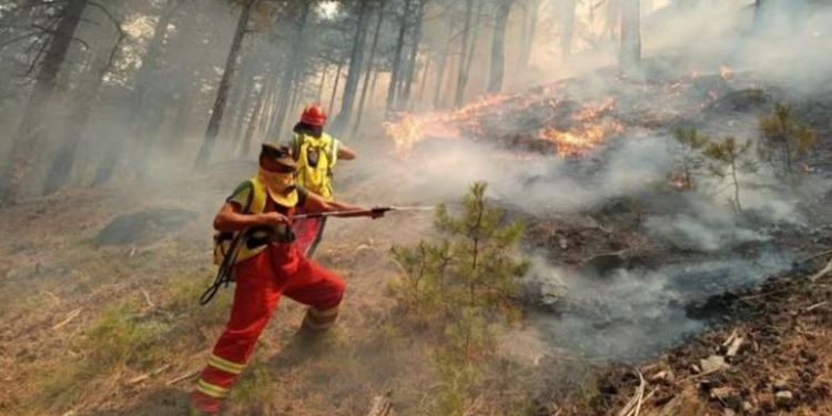 Zjarret në fshatrat e Vlorës, Ministria e Mbrojtjes: Janë ndezur nga një grup i strukturuar kriminal