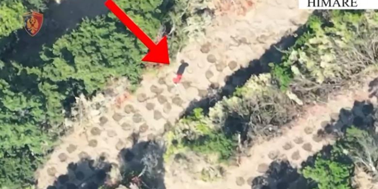 ‘Droni’ kap kultivuesit e parcelës me kanabis mes Lukovës dhe Shën Vasilit, në pranga 2 persona