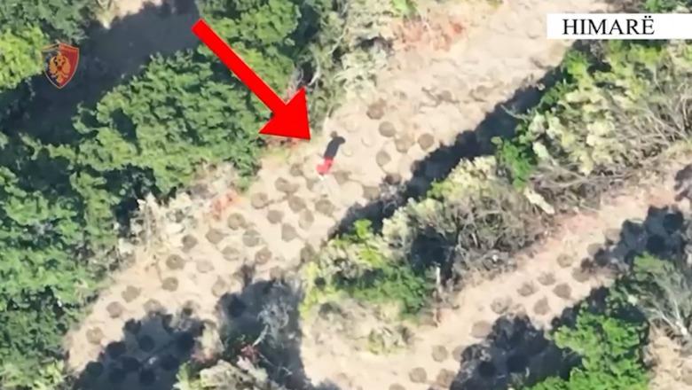 ‘Droni’ kap kultivuesit e parcelës me kanabis mes Lukovës dhe Shën Vasilit, në pranga 2 persona