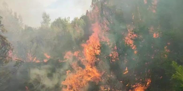 VIDEO / Pylli i Pishë-Poros në Vlorë prej dy ditësh në flakë, tymi mbulon zonën! Vështirësohet ndërhyrja