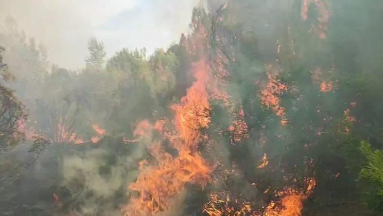VIDEO / Pylli i Pishë-Poros në Vlorë prej dy ditësh në flakë, tymi mbulon zonën! Vështirësohet ndërhyrja