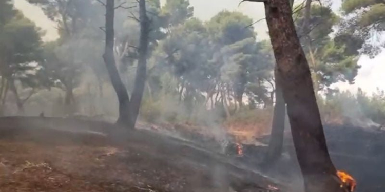 Vijon zjarri pranë lagunës së Nartës, ndërhyjnë edhe dy helikopterë 