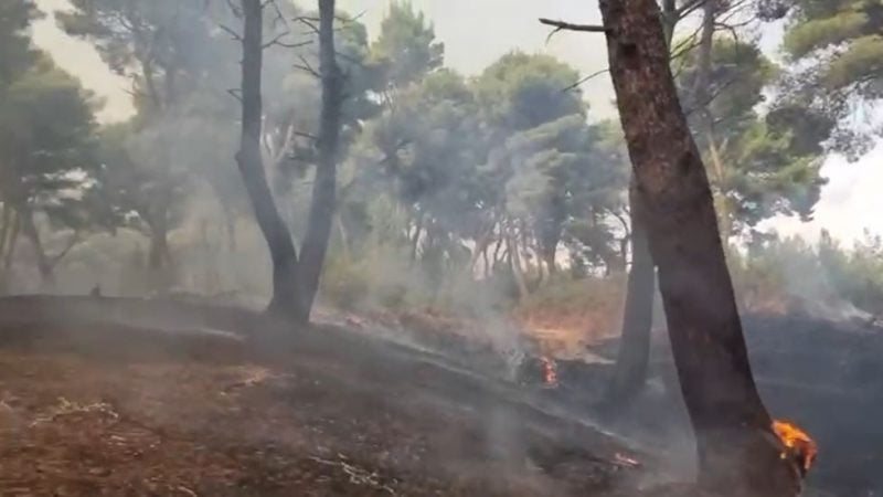 Vijon zjarri pranë lagunës së Nartës, ndërhyjnë edhe dy helikopterë 